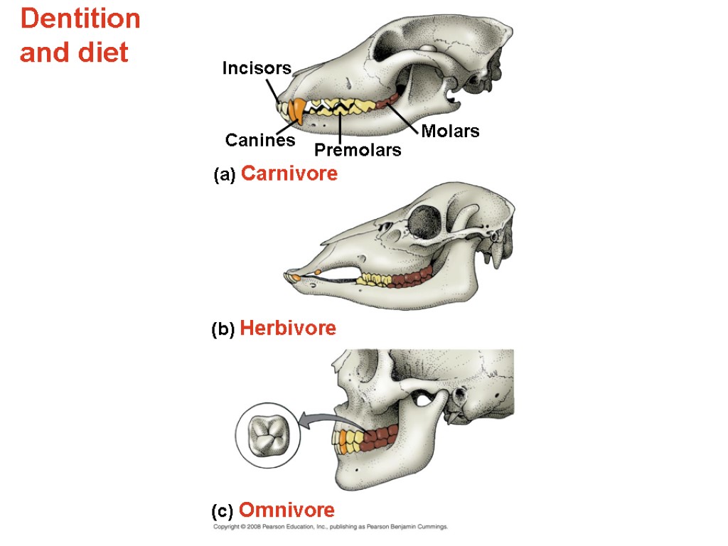 Dentition and diet Incisors (c) Omnivore Molars (b) Herbivore (a) Carnivore Canines Premolars